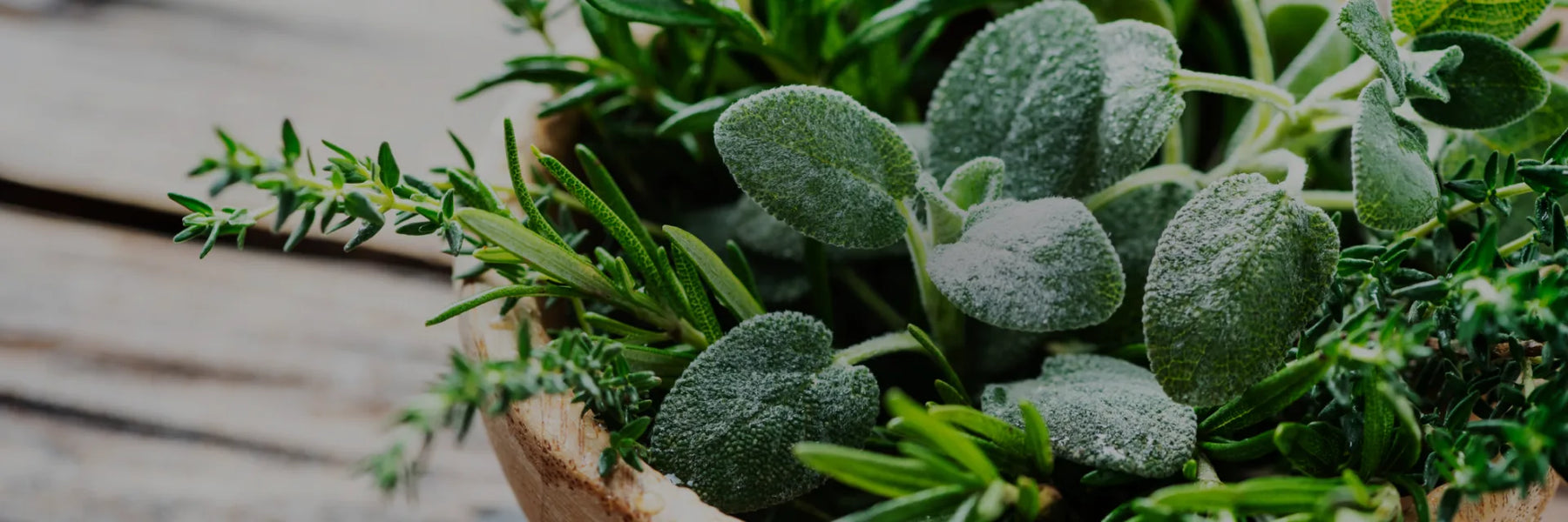 Heilkräuter & Superfoods