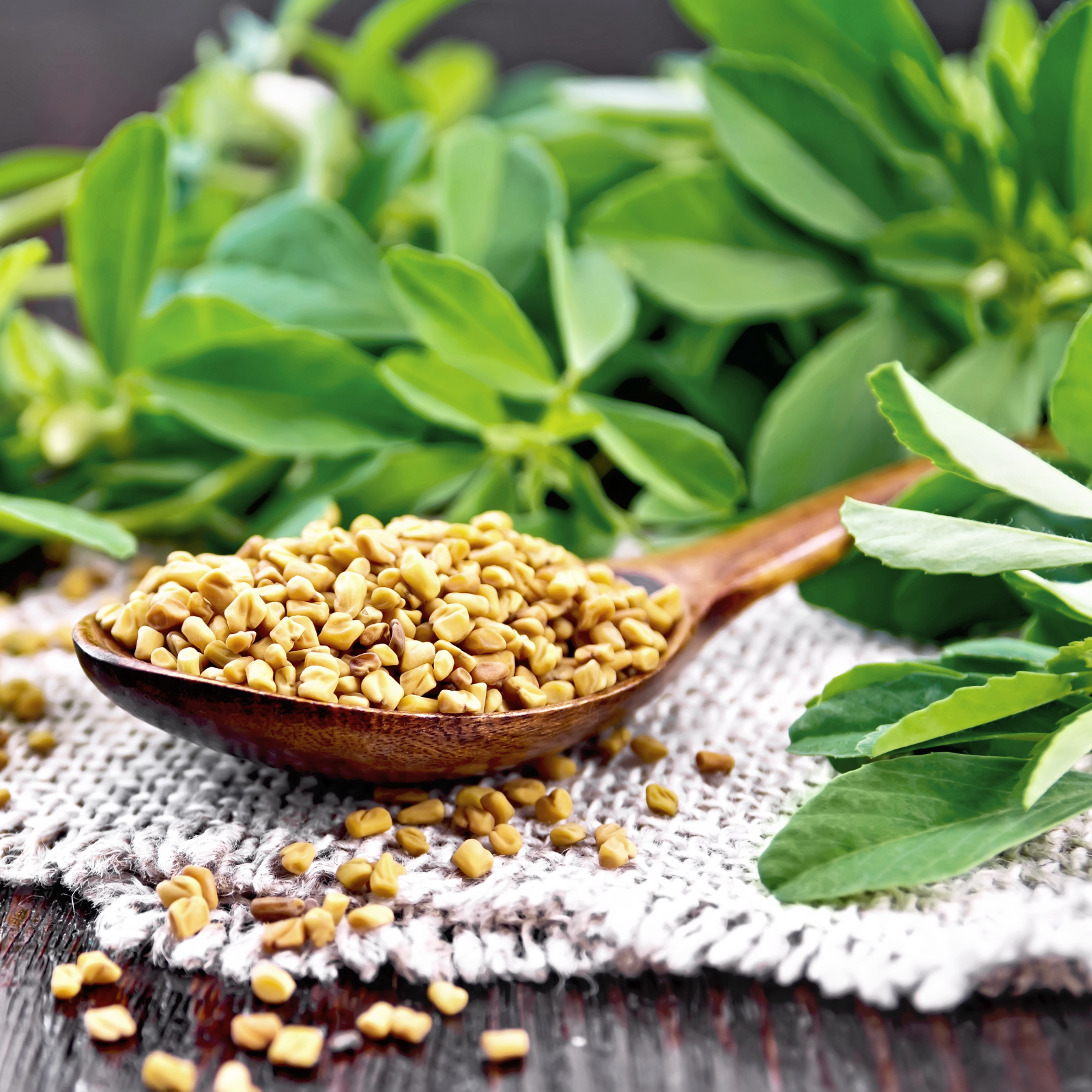 Bockshornkleesamen ganz Bio (250g)