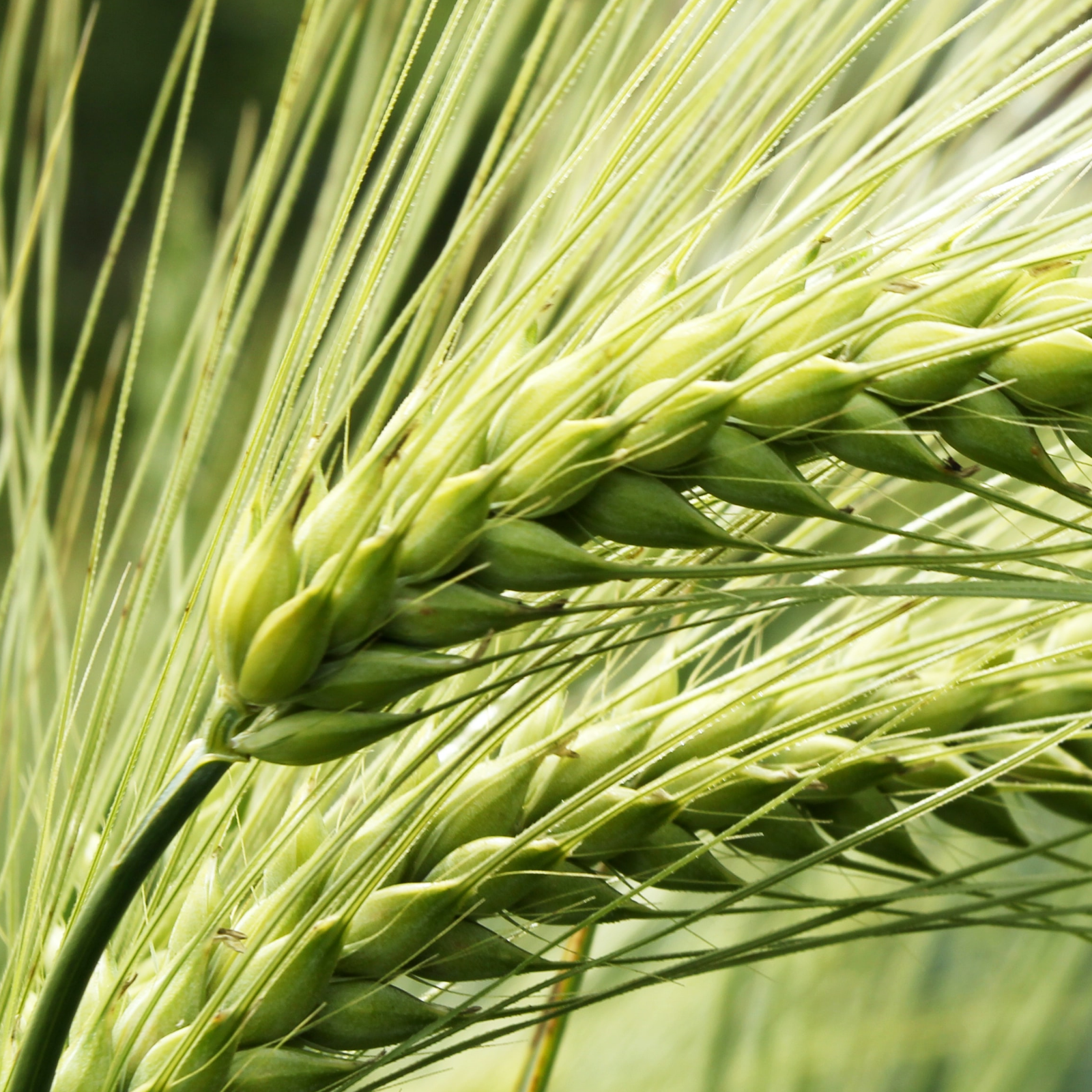 Grüner Smoothie Bio Set