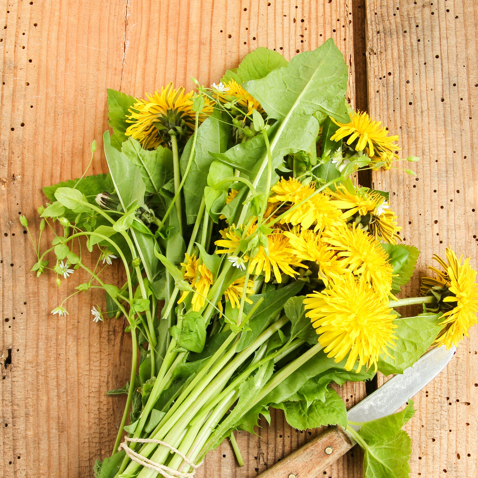 Löwenzahnwurzel Pulver Bio (100g)