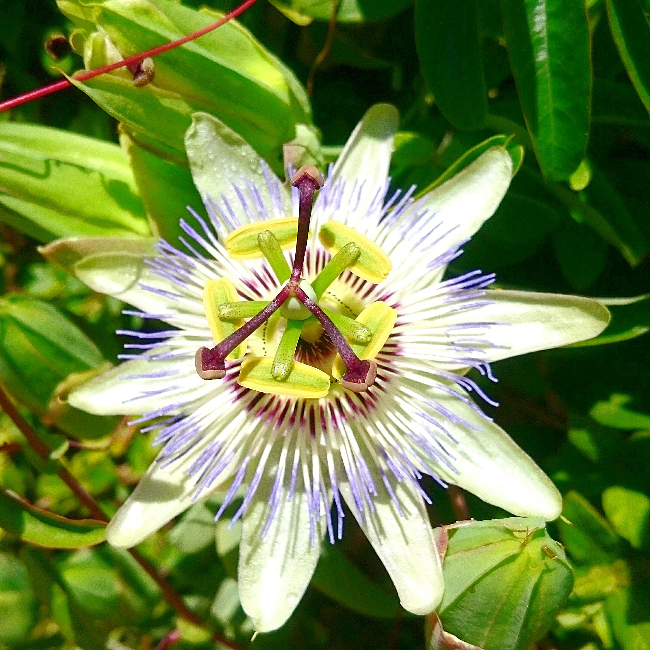 Passionsblumenkraut geschnitten Bio (250g)