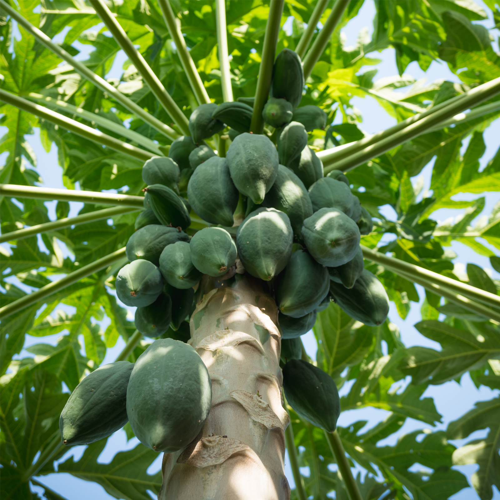 Papayastücke getrocknet & gezuckert (500g)