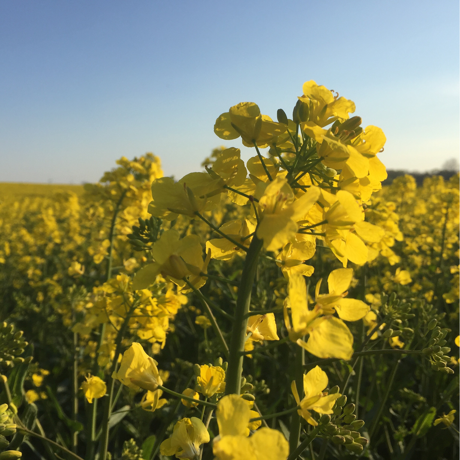 Senfsaat gelb ganz Bio (500g)