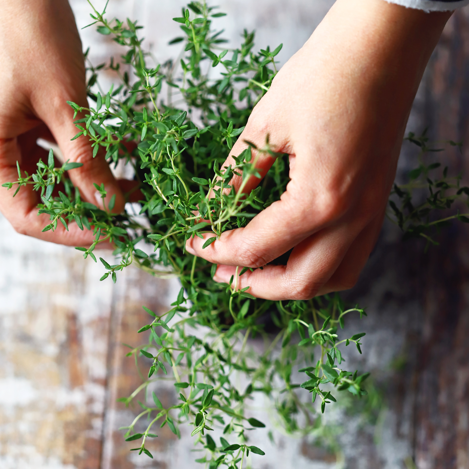 Thymian geschnitten (250g)