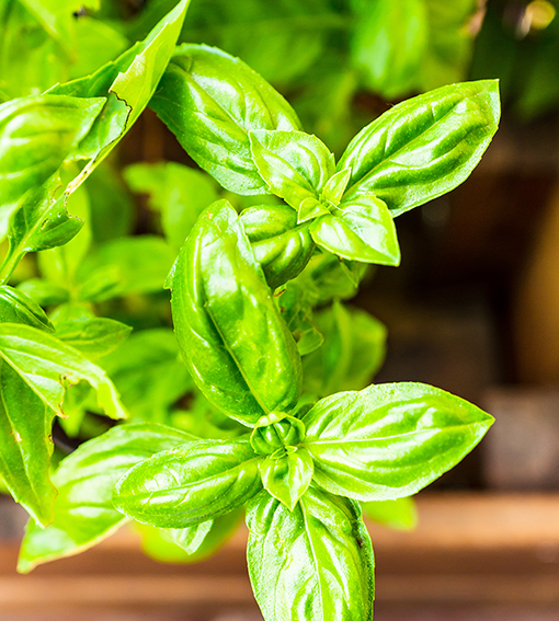 Basilikum geschnitten (500g)