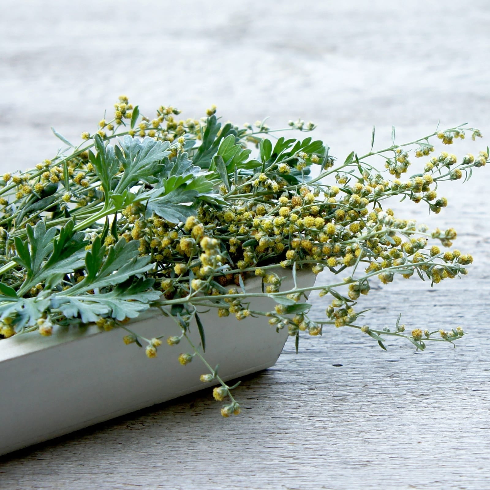 Wermutkraut geschnitten (500g)