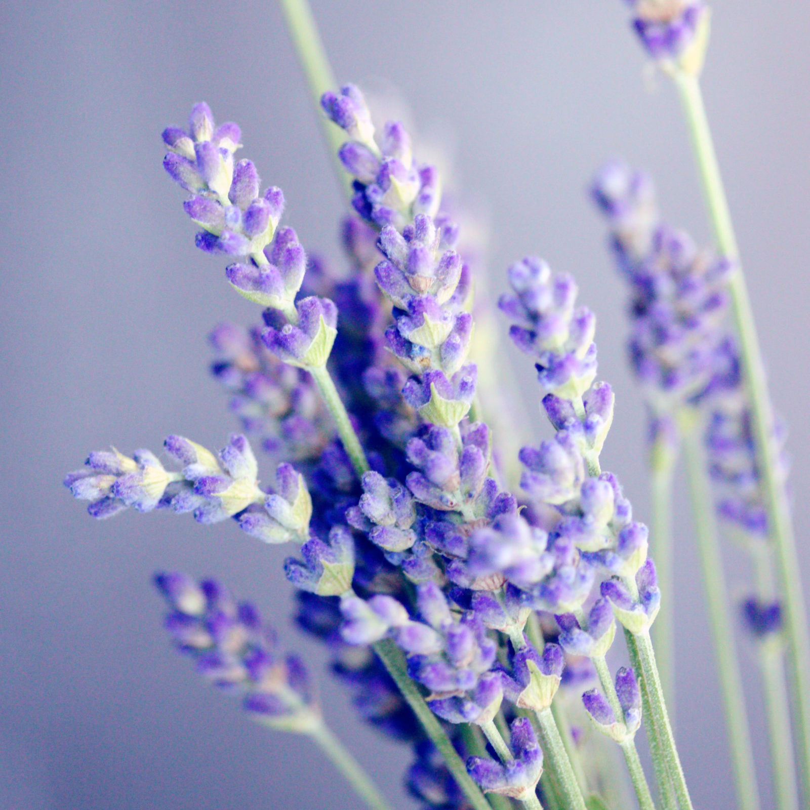 Lavendelblüten ganz Bio (250g)