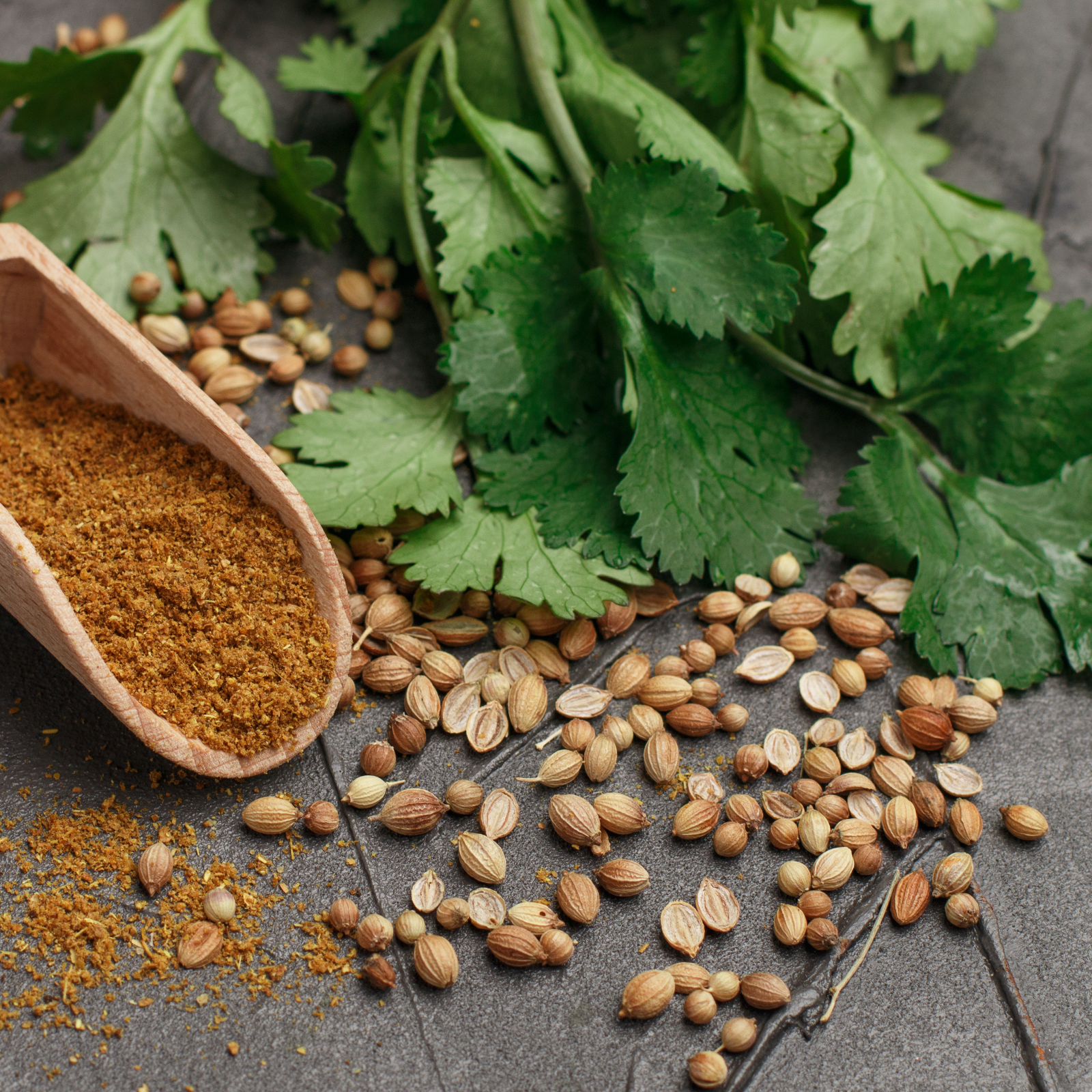 Koriandersaat ganz Bio (100g)