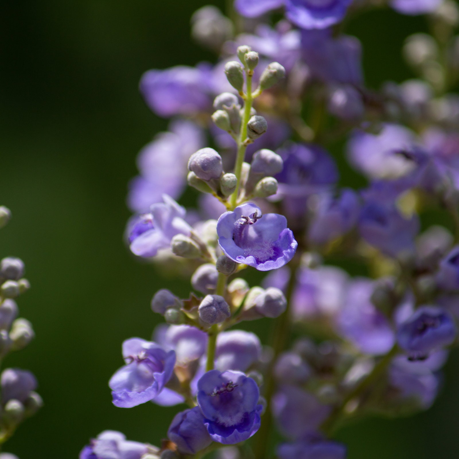 Mönchspfeffer + Yamswurzel Kapseln (120 Kapseln)