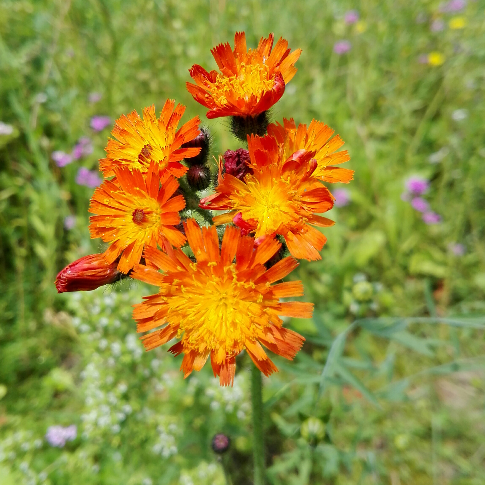Habichtskraut geschnitten (100g)
