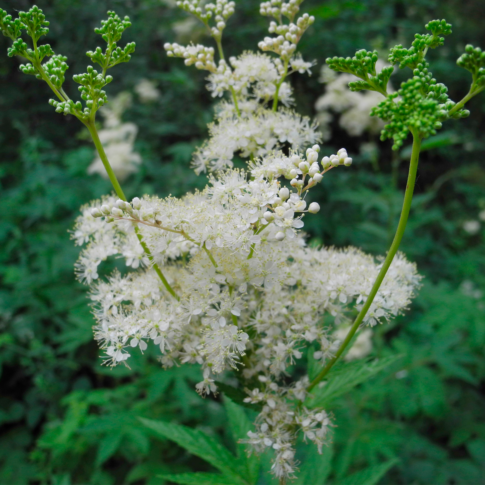 Mädesüßkraut geschnitten (1000g)