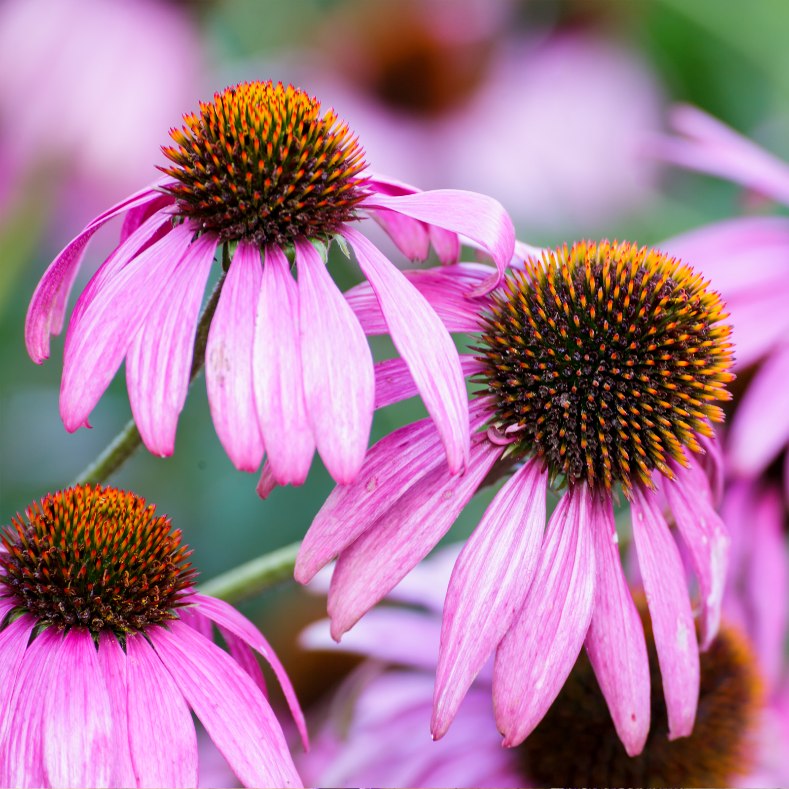 Sonnenhutkraut aus der Echinacea Pflanze geschnitten (250g)