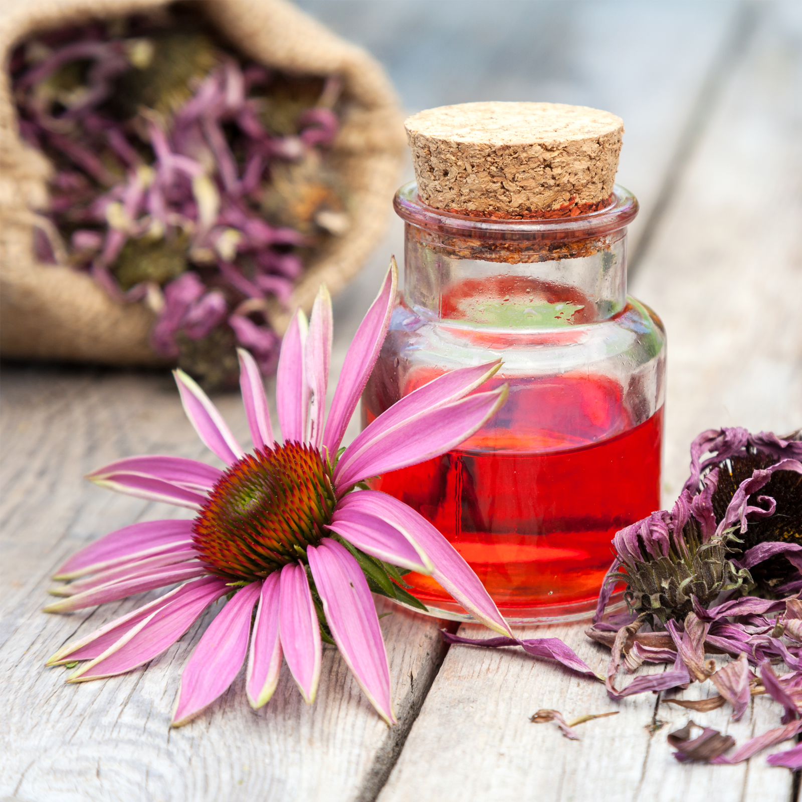 Sonnenhutkraut aus der Echinacea Pflanze geschnitten (250g)